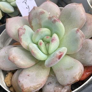 アリエル,多肉植物,かわいい,多肉大好き,多肉植物 エケベリアの画像