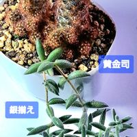 黄金司,銀揃,銀揃え,クラッスラ属,植物男子ベランダーの画像