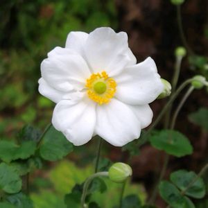 公園,庭園,季節の花,花のある暮らし,緑のある暮らしの画像