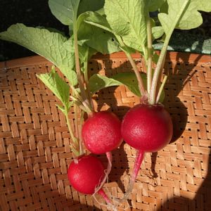 ラディッシュ,プランター野菜,ラディッシュ栽培の画像