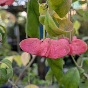 花のある暮らし,珍奇植物,今日のお花,花いろいろ,おうち園芸の画像