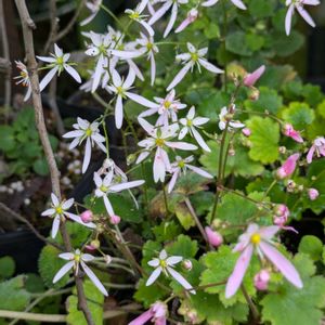 花のある暮らし,今日のお花,花いろいろ,おうち園芸,棚の画像