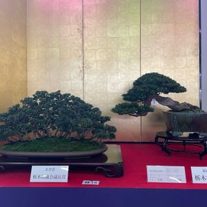 盆栽,展示会,さつき盆栽の画像