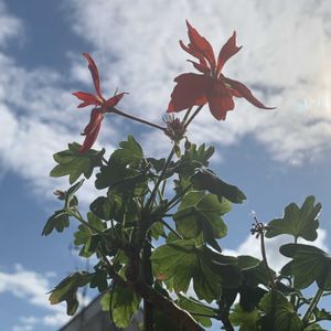 流れる　雲の様に　自由に,赤い花,鉢植え,今日の一枚,元気に育て！の画像