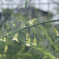 アスパラガス,花のある暮らし,家庭菜園の画像