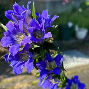 リンドウ,切り花,切り花品種の画像