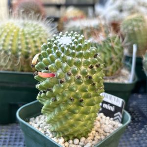 トルカ,多肉植物,観葉植物,100均,ダイソーの画像