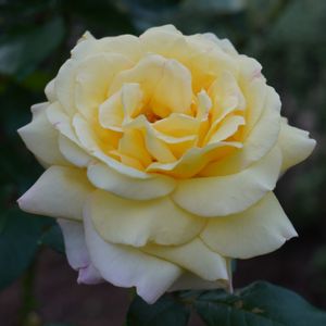 バラ,薔薇,バラ ピース,バラ、薔薇、ばら,花木の画像