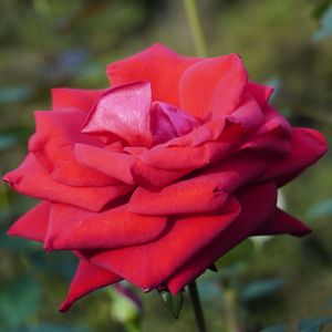 バラ,薔薇,バラ コンラッド・ヘンケル,バラ、薔薇、ばら,花木の画像