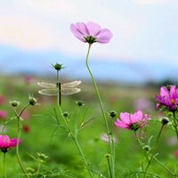 コスモス,コスモス,秋桜, 富士山,コスモス　ピコティの画像