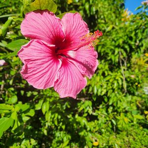 ハイビスカス,沖縄,開花中,南国の花の画像