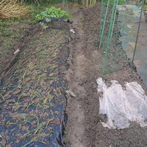 植え替え,畑を楽しもう,家庭菜園の画像