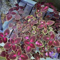 コリウス,姫コリウス,カラーリーフ,多肉もお花も大好き❤️,バリィのコリウスの画像
