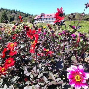 多肉植物,ドライフラワー,多肉寄せ植え,ガーデニング,ドライの画像