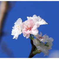 シャクナゲ,コブクザクラ(子福桜),メタセコイア紅葉,光と影,富山支部の画像