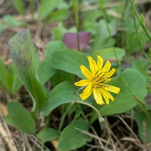 ジシバリ,イワニガナ,ジシバリ（イワニガナ）,小さな花,雑草の画像