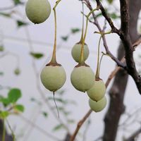 エゴノキ,木の実,山野草,野草,樹木の画像