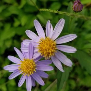 ハーブのある暮らし,薬草,猫と暮らす,草花好きの画像