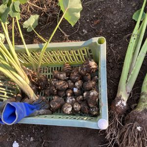 里芋,収穫,ほったらかし,自家製野菜,無農薬野菜の画像