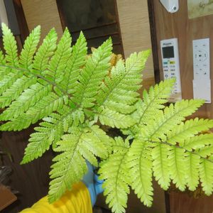 カツモウイノデ,観葉植物,シダ植物,インテリアグリーン,珍奇植物の画像