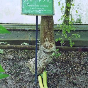 ロウソクノキ,温室,東山植物園の画像