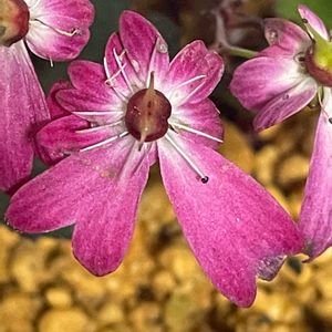 大文字草,山野草寄せ植え。,植え替え,山野草,花のある暮らしの画像