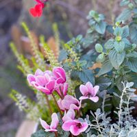 シクラメン,チェリーセージ,カルーナ,オルアリア.,寄せ植えの画像