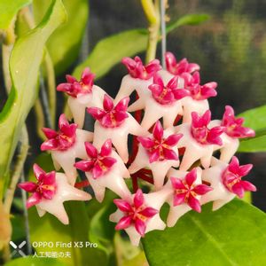 hoya patricia,ホヤ・パトリシア,開花,沖縄,畑仕事の画像