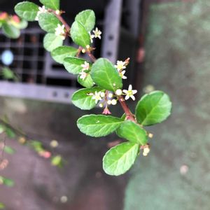 ハリツルマサキ,ハリツルマサキ,小さな花,花言葉,実のなる植物の画像