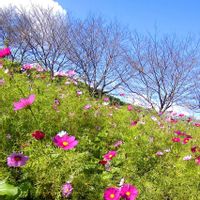 コスモス,冬桜,アメジストセージ,ウド,散歩道の画像