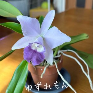 カトレア  ミニパープル セルレア,カトレア  ミニパープル セルレア,Ca. (Laeliocattleya) Mini Purple coerulea,Ca. (Laeliocattleya) Mini Purple coerulea,可愛いの画像