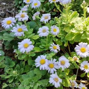 ダルマギク,Asteraceae,Aster spathulifolius,グランドカバー,キク科の画像