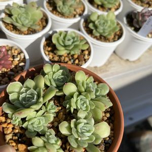 多肉植物,かわいい,葉挿し,癒し,エケベリア女子の画像