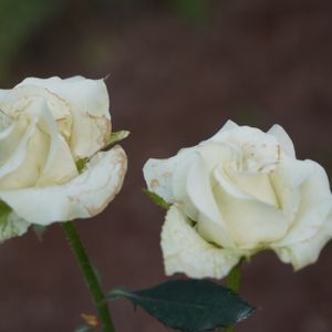 バラ,バラ,薔薇,薔薇,バラ 緑光の画像