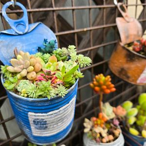 姫秀麗,ピンクルルビー,多肉植物寄せ植え,リメ缶の画像