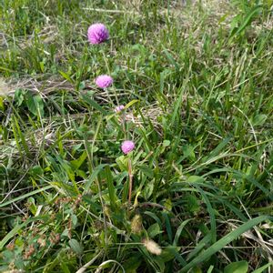 雑草,日記,こぼれ種,自己流,無農薬の画像