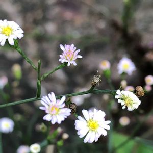 ホウキギク（箒菊),ホウキギク（箒菊),雑草,可愛らしい♡,白と薄紫の画像