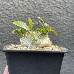 塊根植物,パキポディウム属,おひさま,棚の画像