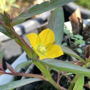 ヒレタゴボウ,ヒレタゴボウ,ヒレタゴボウ,開花,水生植物の画像