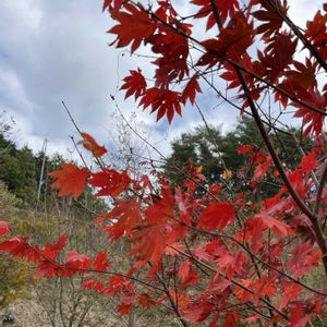 紅葉,紅葉,コハウチワカエデ,コハウチワカエデ,コハウチワカエデの葉の画像