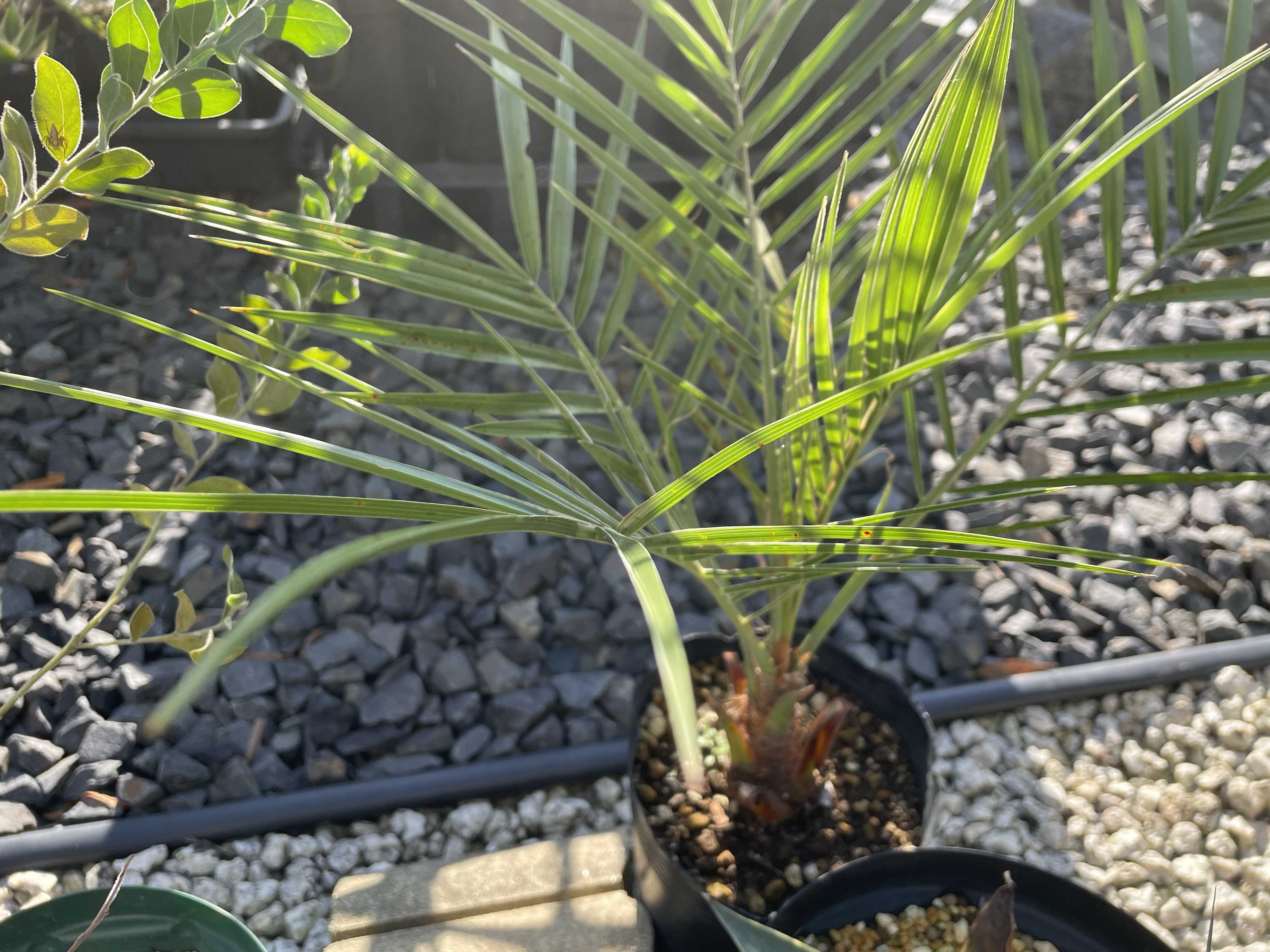 3月入荷 100粒+ フェニックス ロウレイロイ ソテツジュロ 種子 種 証明書 現品】エンセファラルトス・ロンギフォリウス※登録票付き | 日本