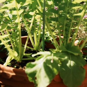 大根,プランター野菜,自己流,自家製野菜,家庭菜園の画像