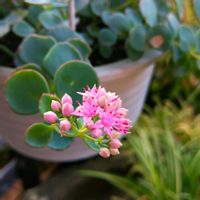 ミセバヤ,多肉植物,小さな庭の画像