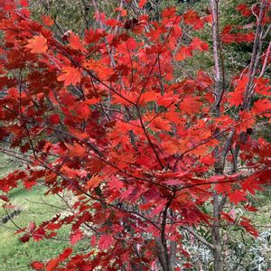 コハウチワカエデ,花撮りドライブ,県民の森,矢板市,真っ赤なカエデの画像