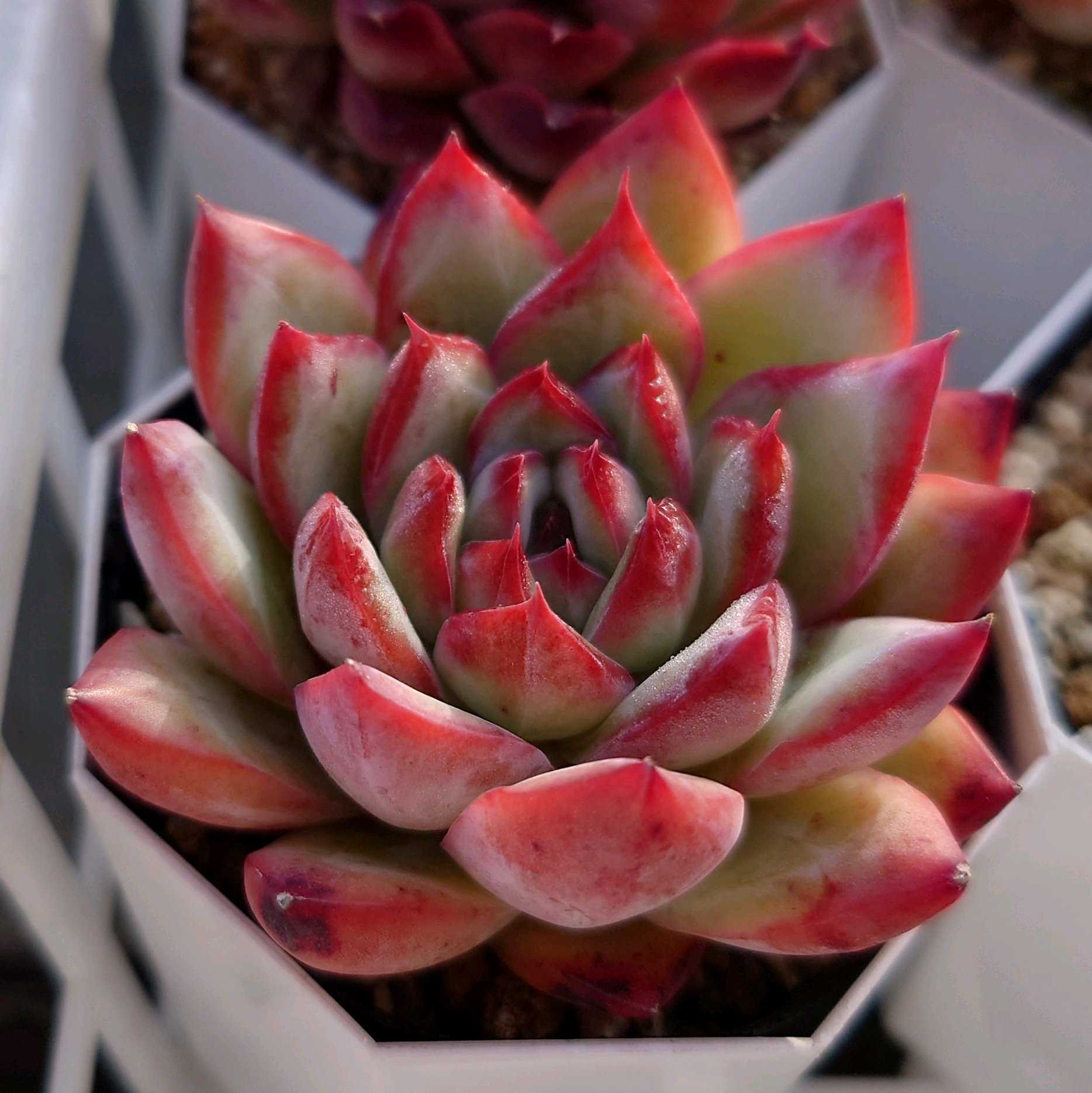 メキシコポルデンシスの一覧｜🍀GreenSnap（グリーンスナップ）