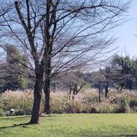 ススキ,ミズヒキ,山野草,花のある暮らし,秋の風景の画像