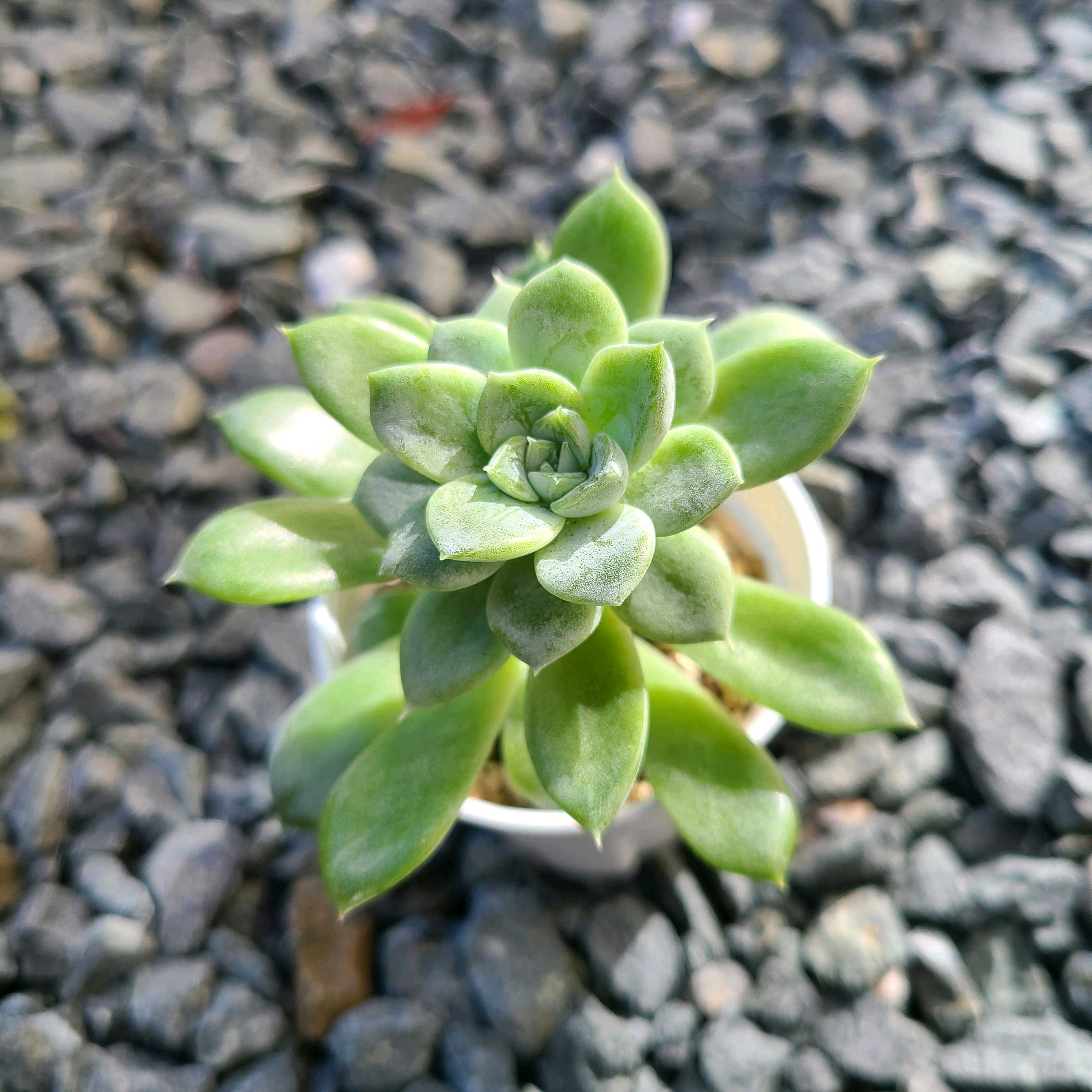 エルサの成長記録✨✨｜🍀GreenSnap（グリーンスナップ）