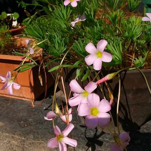 花のある暮らし,テラスの画像