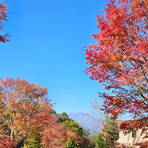 モミジ,モミジ,紅葉,浅間山,軽井沢の画像