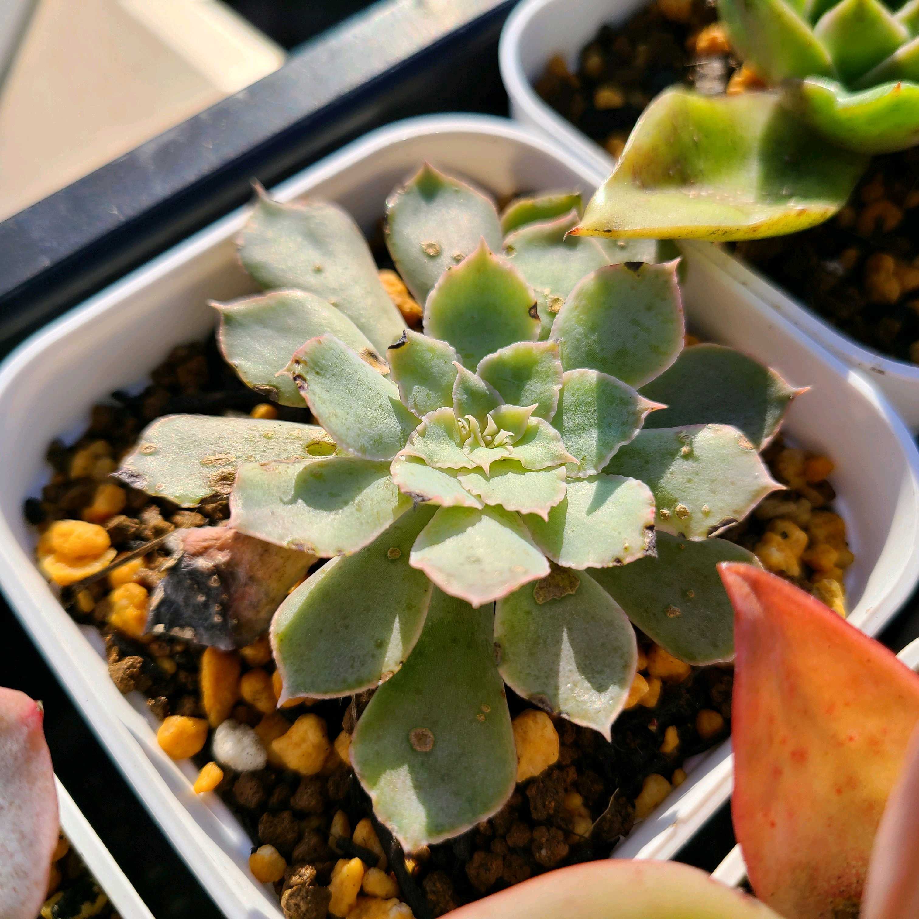 シャビアナ ペレグリナの成長記録💗✨｜🍀GreenSnap（グリーンスナップ）